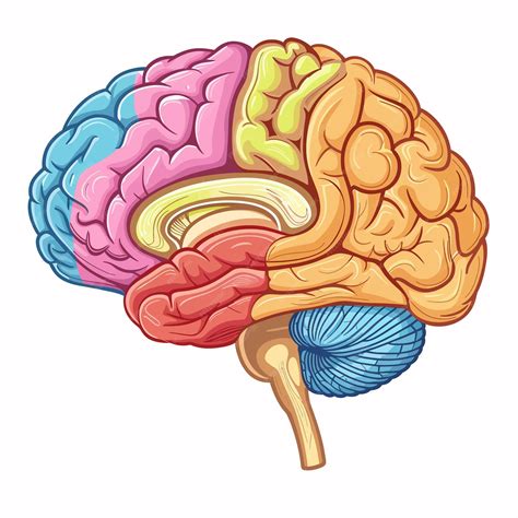 Desenho De Cerebro - Um desenho de um cérebro com um esquema de cores azul e rosa | vetor ...