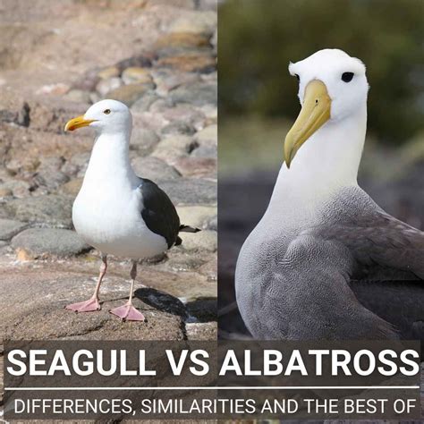 Seagull Vs Albatross - Differences, Similarities And The Best Of