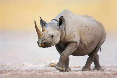 Rin Ceros Tipos Caracter Sticas E Habitat