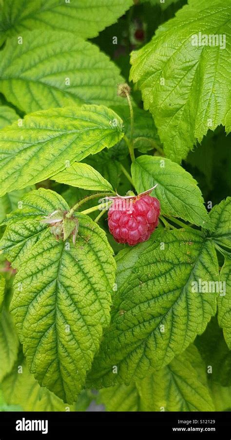 loganberry  leaves stock photo alamy