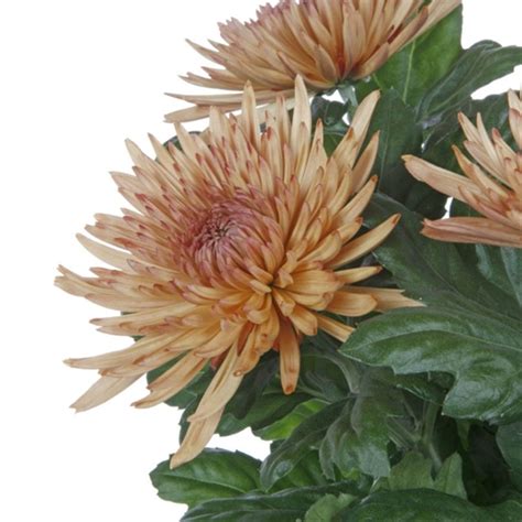 Chrys Fuji Anastasia Bronze Disbudsmums Chrysanthemum Flowers By