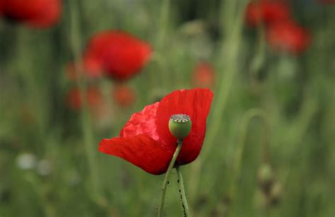 Red Poppies Grass Makowka - Free photo on Pixabay - Pixabay