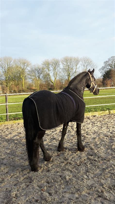 Pin Van Cassandra Bj Rk Op Djur Och Husdjur Fries Paard Paarden