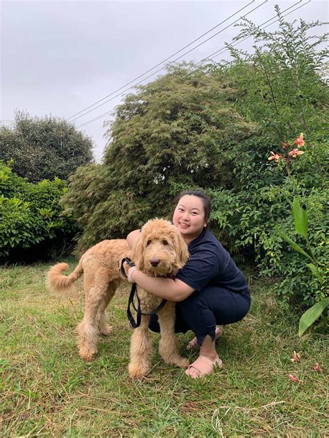 Prestige Poodles, Labradoodles & A+ Dog Training