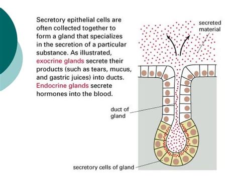 glands  endocrine  metabolic diseases diseases  conditions