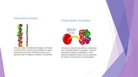 Biomoleculas Organicas Proteinas Y Acidos Nucleicos PPT