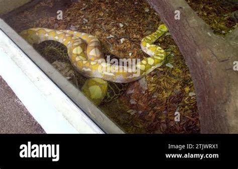 constrictor snakes stock  footage hd   video clips alamy