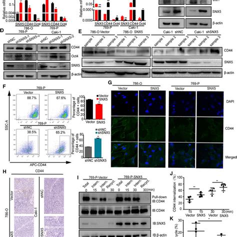 Snx Inhibits Ccrcc Cell Migration And Invasion A Transwell Analysis