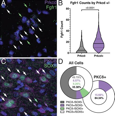 Marker Gene Validation With Rna In Situ Hybridization And Download