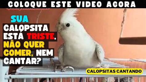 Calopsita Cantando Canto De Calopsitas Para Treinar Sua Calopsita