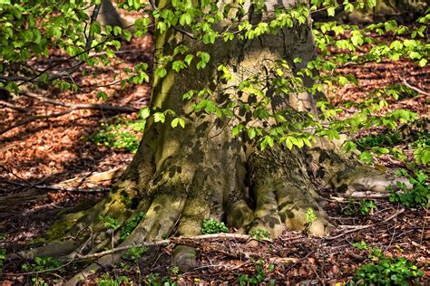 Tree Trunk Roots Free Photo On Pixabay Pixabay