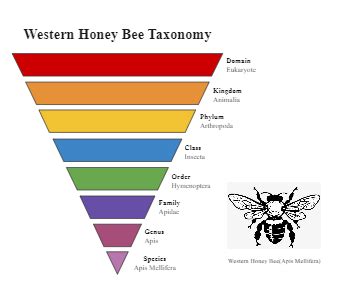 Taxonomy Chart Templates Edrawmax Free Editable