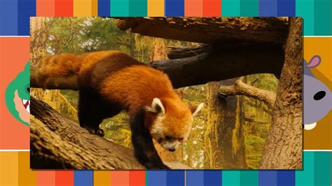 red panda   youtube