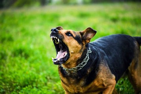 SIGNIFICADO DOS SONHOS Significado de sonhar cachorro preto cão