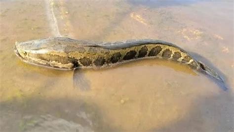 snake fish  sea snake species rattles scientists