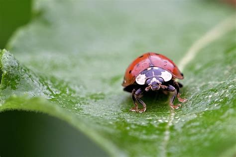 beetle ladybug insect  photo  pixabay