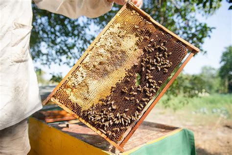 Рамки для пчел своими руками: виды, как сделать