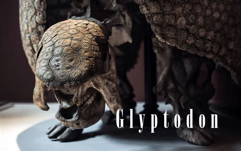 Glyptodon – walking fortress | DinoAnimals.com