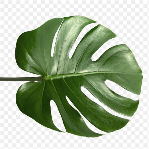 Monstera Deliciosa Philodendron Monstera Tropical Plants Tropical