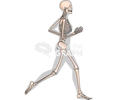 Human skeleton running shape lateral