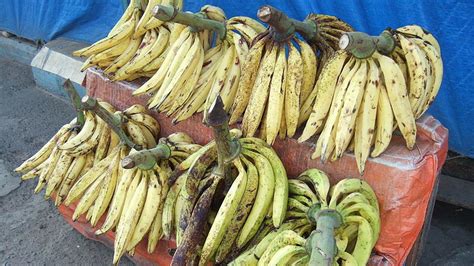 10 Manfaat Pisang Tanduk Salah Satunya Cegah Kanker Darah Hot