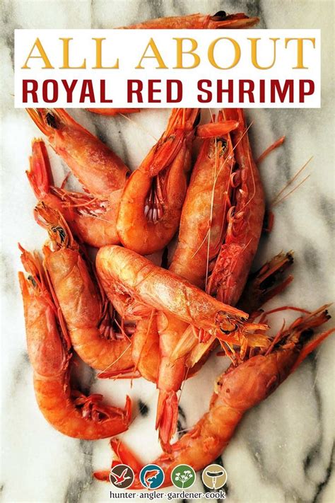 Royal Red Shrimp Artofit