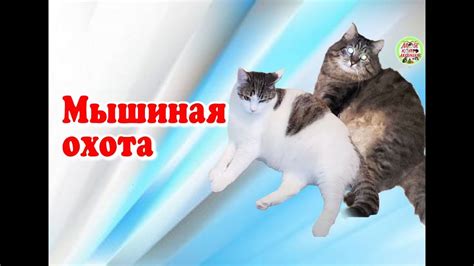 Мышиная охота. - YouTube