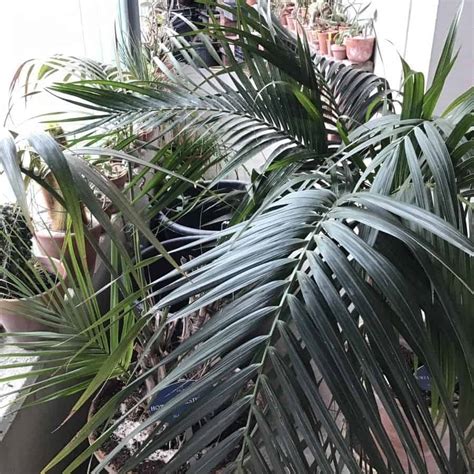 Ховея - ответы на все вопросы от эксперта