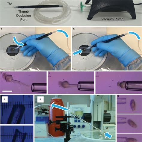 Vamp And Cain Components And Function A Vacuum Assisted Microprobe