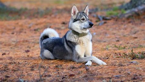 25 cute West Siberian Laika puppies for sale in Brookhaven, Georgia ...