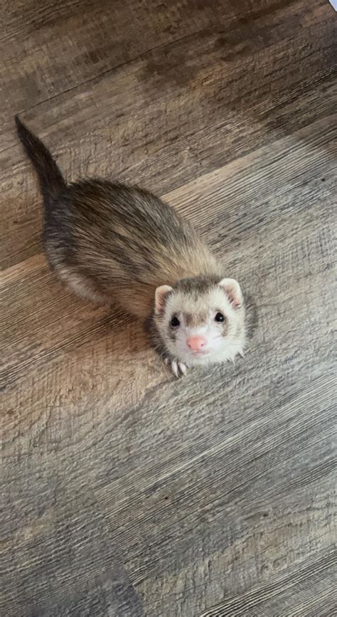 Tt lost her appetite it’s been five days she eats a tiny bit bc I’m