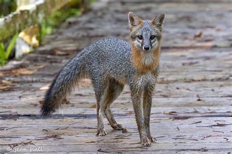 Spotted A Gray Fox Audubon Corkscrew Swamp Sanctuary