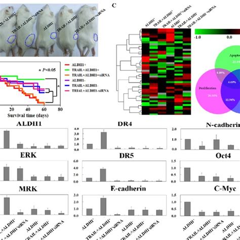 The Role Of Trail In Xenograft Mouse Models A Macroscopic Appearance