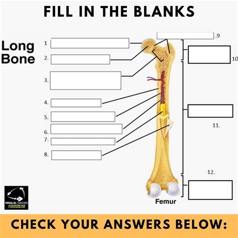 Long Bone Model Diagram / Difference Between Compact and Spongy (with Table) - Ask ... / They ...