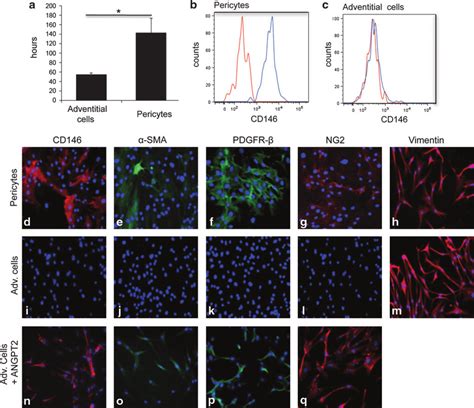 In Vitro Characterization Of Long Term Cultured Adventitial Cells A