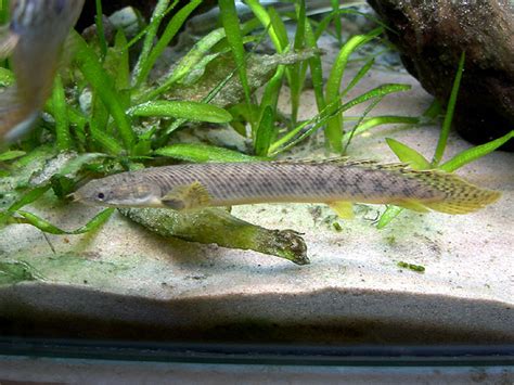 Polypterus Alias Ikan Naga | Budidaya Ikan | Ikan Hias | Resep Ikan | Gambar dan Video