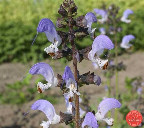 Marokkaanse Salie Salvia Taraxacifolia De Bolster Biologische Zaden