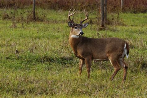 When Do Whitetail Deer Antlers Fall Off? | Sciencing