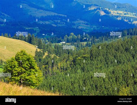 Summer Mountain Country Landscape With Fir Forest On Slope Carpathian