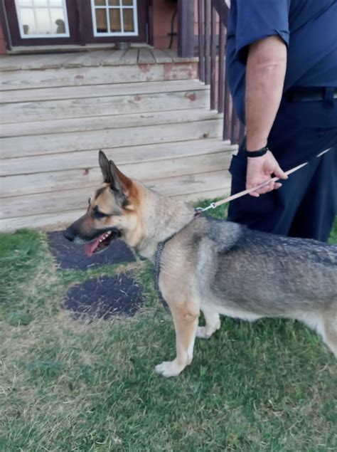 Lubbock, TX - Lost Dogs, Cats & Pets - Home 