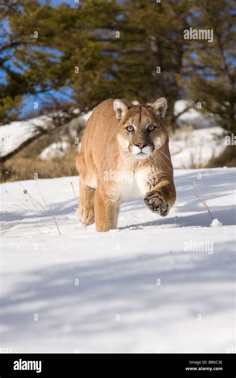 Mountain lion, cougar, puma Stock Photo - Alamy