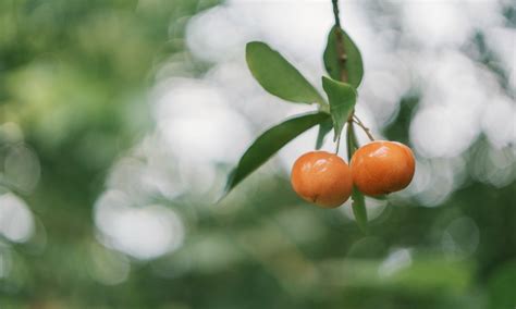 Ilmaisia Kuvia hedelmäpuu hedelmä kasvi sitrushedelmien kukka