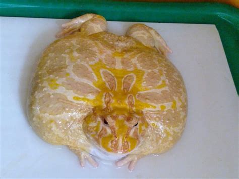 How To Tell If Your Pacman Frog Is Overweight Or Obese