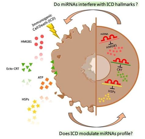 Cancers Free Full Text Damage Associated Molecular Patterns