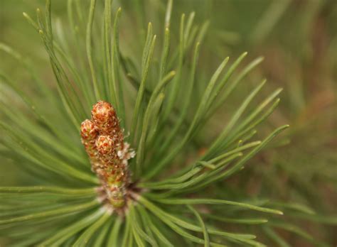 Pinus Foto & Bild | landscape, forest, baum Bilder auf fotocommunity