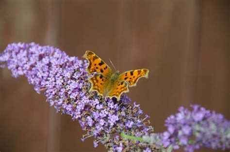 28 Best Butterfly Plants To Turn Your Garden Into A Butterfly Paradise ...