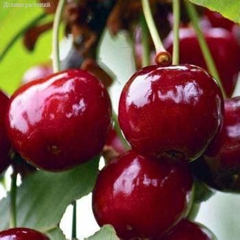 Купить вишню Конфитюр, доставка плодовых с доставкой курьером, почтой ...