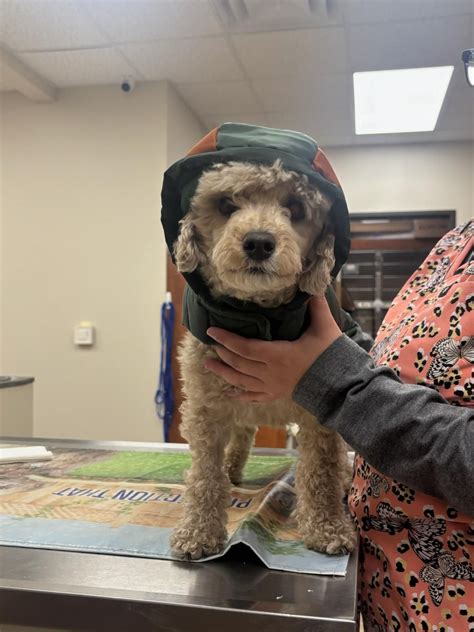 Flat Rock Animal Clinic