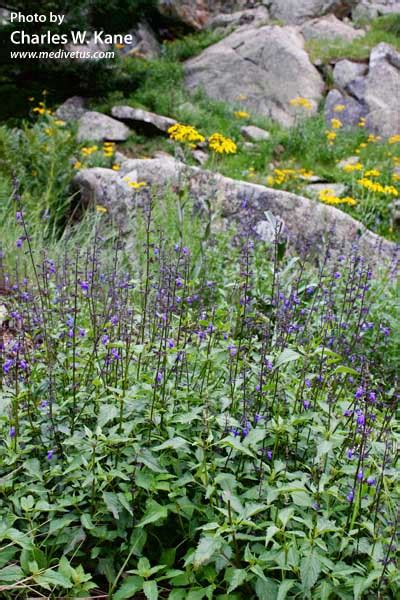Salvia Arizonica Arizona Sage Medicinal Uses Charles W Kane