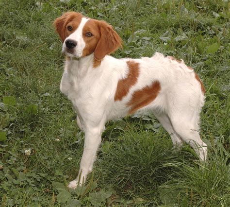 French Brittany Spaniel Brittany Spaniel Spaniel